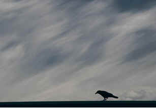 Crow Perching Against Stormy Sky